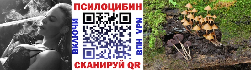 как найти   Хилок  ОМГ ОМГ   Псилоцибиновые грибы Psilocybe 